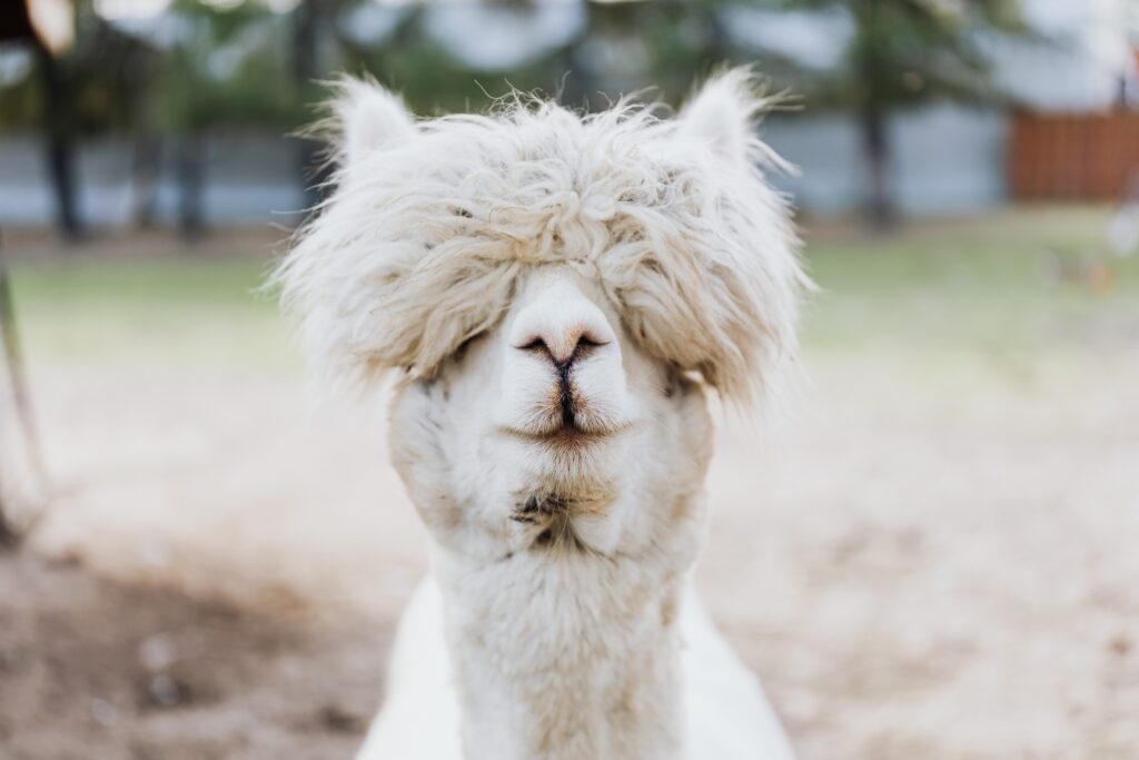 A picture of a white alpaca