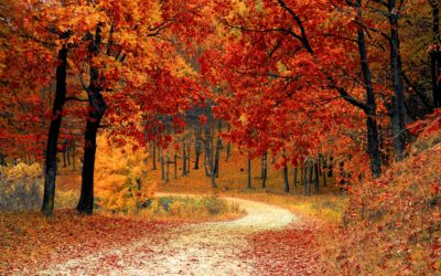 Fun Autumn Activities In Huddersfield